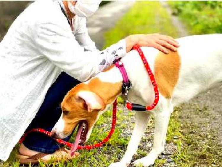 Уверенно ходить в поход: развитие навыков вашей собаки на свежем воздухе
